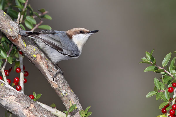 Brown-headed Nuthatch © Russ Chantler